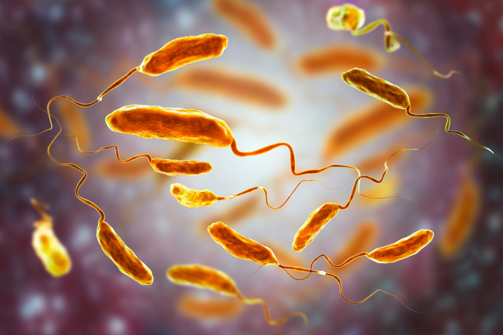 Pathogen Of The Month Vibrio Cholerae The Causative Agent Of Cholera 